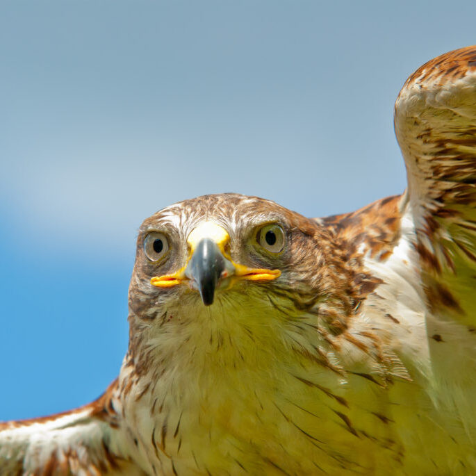 Haliaeetus leucocephalus